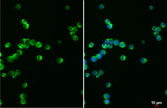 VAV1 antibody [GT557] detects VAV1 protein at cell membrane and cytoplasm by immunofluorescent analysis. Sample: Jurkat cells were fixed in 4% paraformaldehyde at RT for 15 min. Green: VAV1 stained by VAV1 antibody [GT557] (GTX629749) diluted at 1:500. Blue: Fluoroshield with DAPI (GTX30920). Scale bar= 10 μm.