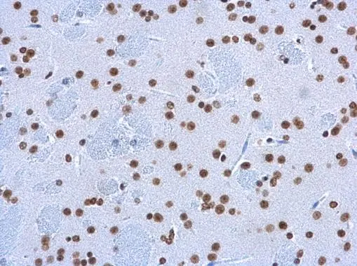 5-HydroxymethylCytidine antibody [GT13612] detects 5-HydroxymethylCytidine protein at nucleus on mouse fore brain by immunohistochemical analysis.