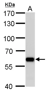PUF60 antibody [GT3510] detects PUF60 protein by Western blot analysis. A. 50 μg rat brain lysate/extract 7.5 % SDS-PAGE PUF60 antibody [GT3510] (GTX629885) dilution: 1:1000