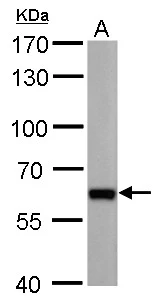 PUF60 antibody [GT677] detects PUF60 protein by western blot analysis. A. 50 μg mouse brain lysate/extract 7.5% SDS-PAGE PUF60 antibody [GT677] (GTX629886) dilution: 1:1000 The HRP-conjugated anti-mouse IgG antibody (GTX213111-01) was used to detect the primary antibody.