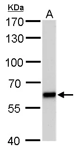 PUF60 antibody [GT677] detects PUF60 protein by western blot analysis. A. 50 μg rat brain lysate/extract 7.5% SDS-PAGE PUF60 antibody [GT677] (GTX629886) dilution: 1:1000 The HRP-conjugated anti-mouse IgG antibody (GTX213111-01) was used to detect the primary antibody.