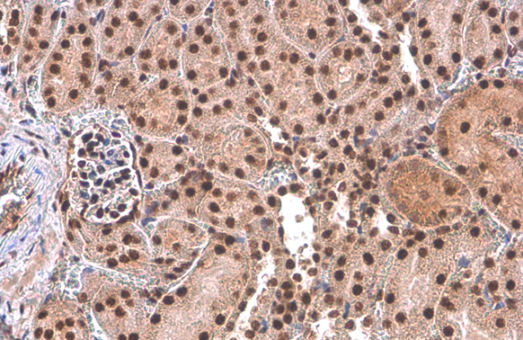 PUF60 antibody [GT917] detects PUF60 protein at nucleus by immunohistochemical analysis. Sample: Paraffin-embedded mouse kidney. PUF60 stained by PUF60 antibody [GT917] (GTX629887) diluted at 1:200. Antigen Retrieval: Citrate buffer, pH 6.0, 15 min