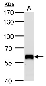 PUF60 antibody [GT917] detects PUF60 protein by Western blot analysis. A. 50 μg mouse brain lysate/extract 7.5 % SDS-PAGE PUF60 antibody [GT917] (GTX629887) dilution: 1:1000