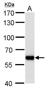PUF60 antibody [GT917] detects PUF60 protein by Western blot analysis. A. 50 μg rat brain lysate/extract 7.5 % SDS-PAGE PUF60 antibody [GT917] (GTX629887) dilution: 1:1000