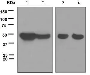 WB analysis of lysates from (1) human fetal brain, (2) SH-SY5Y, (3) mouse brain and (4) rat brain (10 microg per lane) using p39 antibody [EPR5074] at a dilution of 1:1,000.