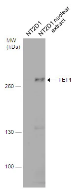 NT2D1 whole cell and nuclear extracts (30 μg) were separated by 5% SDS-PAGE, and the membrane was blotted with TET1 antibody [GT465] (GTX629974) diluted at 1:500.