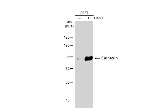 Non-transfected (–) and transfected (+) 293T whole cell extracts (30 μg) were separated by 7.5% SDS-PAGE, and the membrane was blotted with Calnexin antibody [GT1563] (GTX629976) diluted at 1:5000. The HRP-conjugated anti-mouse IgG antibody (GTX213111-01) was used to detect the primary antibody.