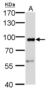 Calnexin antibody [GT1563] detects Calnexin protein by Western blot analysis. A. 50 μg mouse liver lysate/extract 7.5 % SDS-PAGE Calnexin antibody [GT1563] (GTX629976) dilution: 1:1000