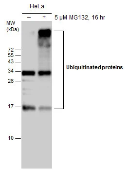 Untreated (–) and treated (+) HeLa whole cell extracts (30 μg) were separated by 15% SDS-PAGE, and the membrane was blotted with Ubiquitin antibody [GT751] (GTX630147) diluted at 1:500.