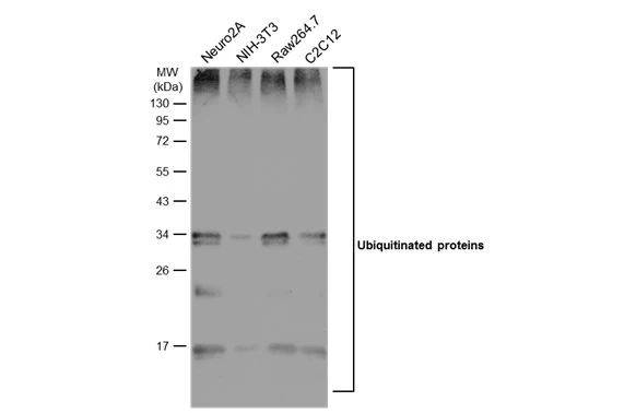 Various whole cell extracts (30 μg) were separated by 12% SDS-PAGE, and the membrane was blotted with Ubiquitin antibody [GT751] (GTX630147) diluted at 1:1000. The HRP-conjugated anti-mouset IgG antibody (GTX213111-01) was used to detect the primary antibody.