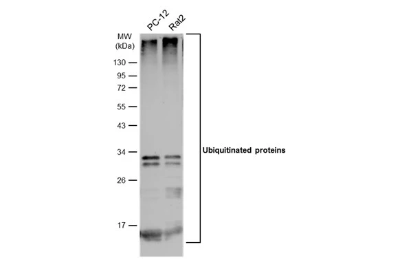 Various whole cell extracts (30 μg) were separated by 12% SDS-PAGE, and the membrane was blotted with Ubiquitin antibody [GT751] (GTX630147) diluted at 1:1000. The HRP-conjugated anti-mouse IgG antibody (GTX213111-01) was used to detect the primary antibody.