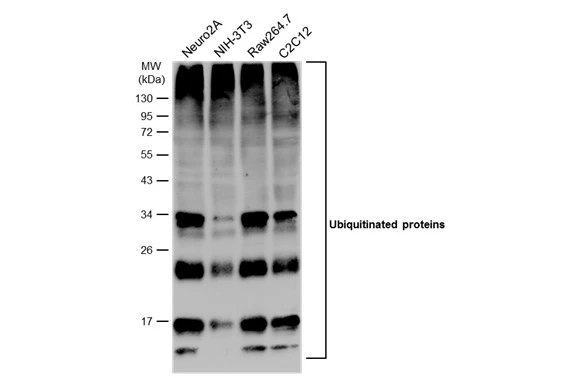 Various whole cell extracts (30 μg) were separated by 12% SDS-PAGE, and the membrane was blotted with Ubiquitin antibody [GT7811] (GTX630148) diluted at 1:1000. The HRP-conjugated anti-mouse IgG antibody (GTX213111-01) was used to detect the primary antibody.