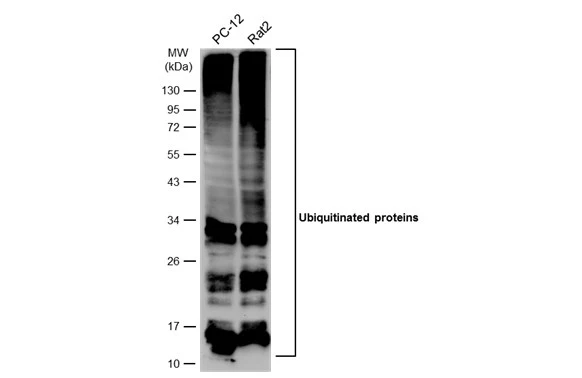 Various whole cell extracts (30 μg) were separated by 12% SDS-PAGE, and the membrane was blotted with Ubiquitin antibody [GT7811] (GTX630148) diluted at 1:1000. The HRP-conjugated anti-mouse IgG antibody (GTX213111-01) was used to detect the primary antibody.