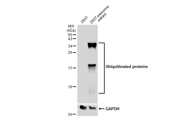 293T whole cell extracts and 293T exosome extract (2.6 μg) were separated by 15% SDS-PAGE, and the membrane was blotted with Ubiquitin antibody [GT7811] (GTX630148) diluted at 1:250. The HRP-conjugated anti-mouse IgG antibody (GTX213111-01) was used to detect the primary antibody.