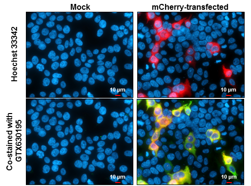 mCherry antibody [GT844]