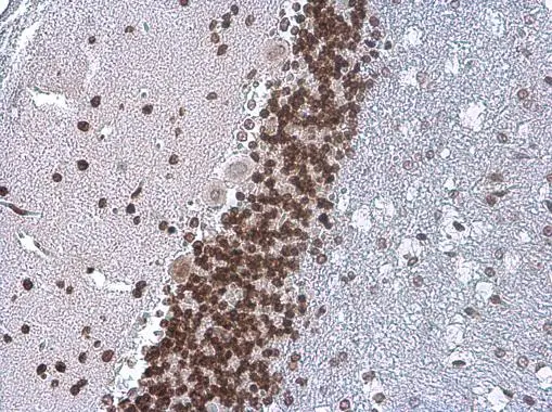 TDP43 antibody [GT733] detects TDP43 protein at nucleus in rat brain by immunohistochemical analysis. Sample: Paraffin-embedded rat brain. TDP43 antibody [GT733] (GTX630197) diluted at 1:200. 
 Antigen Retrieval: Citrate buffer, pH 6.0, 15 min