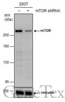Non-transfected (–) and transfected (+) 293T whole cell extracts (30 μg) were separated by 5% SDS-PAGE, and the membrane was blotted with mTOR antibody [GT649] (GTX630198) diluted at 1:500.