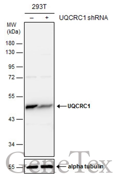 Non-transfected (–) and transfected (+) 293T whole cell extracts (30 μg) were separated by 10% SDS-PAGE, and the membrane was blotted with UQCRC1 antibody [GT1311] (GTX630393) diluted at 1:1000.