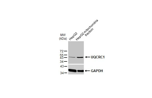 HepG2 and mitochondria extracts (30 μg) were separated by SDS-PAGE, and the membrane was blotted with UQCRC1 antibody [GT1311] (GTX630393) diluted at 1:1000. The HRP-conjugated anti-mouse IgG antibody (GTX213111-01) was used to detect the primary antibody.