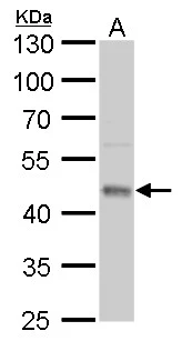 UQCRC1 antibody [GT1311] detects UQCRC1 protein by western blot analysis. A. 50 μg mouse brain lysate/extract 10 % SDS-PAGE UQCRC1 antibody [GT1311] (GTX630393) dilution: 1:1000
