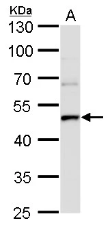 UQCRC1 antibody [GT1311] detects UQCRC1 protein by western blot analysis. A. 50 μg rat brain lysate/extract 10 % SDS-PAGE UQCRC1 antibody [GT1311] (GTX630393) dilution: 1:1000