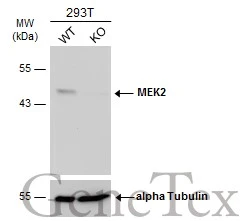 Wild-type (WT) and MEK2 knockout (KO) 293T cell extracts (30 μg) were separated by 10% SDS-PAGE, and the membrane was blotted with MEK2 antibody [GT1162] (GTX630541) diluted at 1:1000. The HRP-conjugated anti-mouse IgG antibody (GTX213111-01) was used to detect the primary antibody, and the signal was developed with Trident ECL plus-Enhanced.