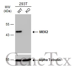 Wild-type (WT) and MEK2 knockout (KO) 293T cell extracts (30 μg) were separated by 10% SDS-PAGE, and the membrane was blotted with MEK2 antibody [GT3522] (GTX630543) diluted at 1:1000. The HRP-conjugated anti-mouse IgG antibody (GTX213111-01) was used to detect the primary antibody.