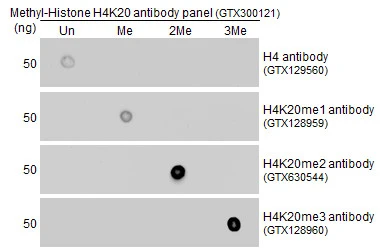 Cross-linked ChIP was performed with HeLa chromatin extract and 5 ug of either control mouse IgG or anti-Histone H4K20me2 (dimethyl Lys20) antibody. The precipitated DNA was detected by PCR with primer set targeting to MyoD.