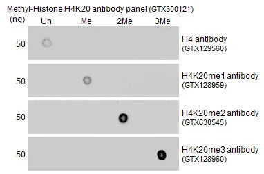 Immunoprecipitation of HIST1H4A protein from HeLa whole cell extracts using 5 ug of Histone H4K20me2 (dimethyl Lys20) antibody [GT1851] (GTX630545).