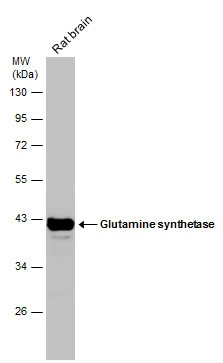 Rat tissue extract (50 μg) was separated by 10% SDS-PAGE, and the membrane was blotted with Glutamine synthetase antibody [GT1055] (GTX630654) diluted at 1:5000.