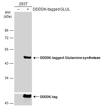 Non-transfected (–) and transfected (+) 293T whole cell extracts (30 μg) were separated by 10% SDS-PAGE, and the membrane was blotted with Glutamine synthetase antibody [GT1055] (GTX630654) diluted at 1:1000. The HRP-conjugated anti-mouse IgG antibody (GTX213111-01) was used to detect the primary antibody.