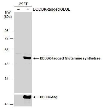 Non-transfected (–) and transfected (+) 293T whole cell extracts (30 μg) were separated by 10% SDS-PAGE, and the membrane was blotted with Glutamine synthetase antibody [GT7711] (GTX630657) diluted at 1:1000. The HRP-conjugated anti-mouse IgG antibody (GTX213111-01) was used to detect the primary antibody.