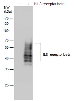 CXCR2 antibody [GT547]