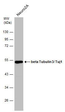 GTX631830 WB Image