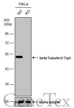 Wild-type (WT) and beta Tubulin 3/ Tuj1 knockout (KO) HeLa cell extracts (30 μg) were separated by 10% SDS-PAGE, and the membrane was blotted with beta Tubulin 3/ Tuj1 antibody [GT886] (GTX631830) diluted at 1:500. The HRP-conjugated anti-mouse IgG antibody (GTX213111-01) was used to detect the primary antibody.