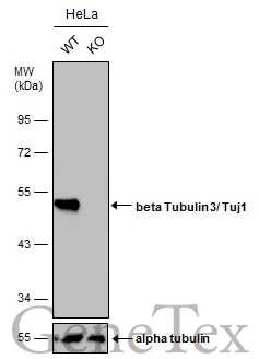 Wild-type (WT) and beta Tubulin 3/ Tuj1 knockout (KO) HeLa cell extracts (30 μg) were separated by 10% SDS-PAGE, and the membrane was blotted with beta Tubulin 3/ Tuj1 antibody [GT1338] (GTX631831) diluted at 1:5000. The HRP-conjugated anti-mouse IgG antibody (GTX213111-01) was used to detect the primary antibody.