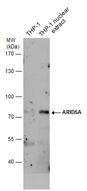 ARID5A antibody [GT1683]