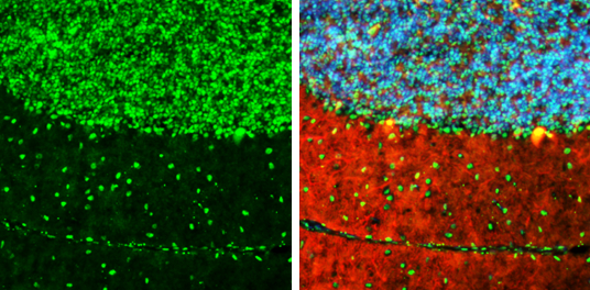 ARID5A antibody [GT1683] detects ARID5A protein by immunohistochemical analysis. Sample: Frozen-sectioned mouse mouse cerebellum. Green: ARID5A stained by ARID5A antibody [GT1683] (GTX631939) diluted at 1:250. Red: Calbindin, stained by Calbindin antibody (GTX130856) diluted at 1:500. Blue: Fluoroshield with DAPI (GTX30920).
 Antigen Retrieval: Citrate buffer, pH 6.0, 10 min