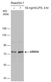 Untreated (–) and treated (+) Raw264.7 whole cell extracts (30 μg) were separated by 7.5% SDS-PAGE, and the membrane was blotted with ARID5A antibody [GT18112] (GTX631940) diluted at 1:500. The signal was developed with Trident ECL plus-Enhanced. (LPS: Lipopolysaccharides)