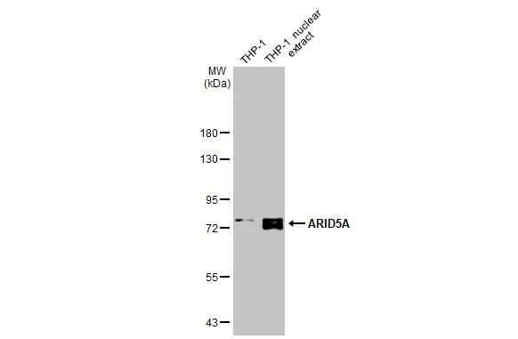 THP-1 whole cell and nuclear extracts (30 μg) were separated by 7.5% SDS-PAGE, and the membrane was blotted with ARID5A antibody [GT18112] (GTX631940) diluted at 1:500. The HRP-conjugated anti-mouse IgG antibody (GTX213111-01) was used to detect the primary antibody, and the signal was developed with Trident ECL plus-Enhanced.