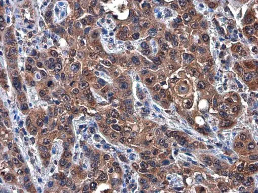 c-Met antibody [GT556]