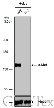 Wild-type (WT) and c-Met knockout (KO) HeLa cell extracts (30 μg) were separated by 5% SDS-PAGE, and the membrane was blotted with c-Met antibody [GT556] (GTX631992) diluted at 1:1000. The HRP-conjugated anti-mouse IgG antibody (GTX213111-01) was used to detect the primary antibody, and the signal was developed with Trident ECL plus-Enhanced.