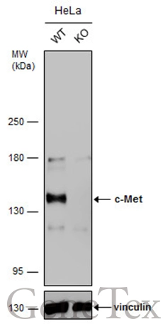 Wild-type (WT) and c-Met knockout (KO) HeLa cell extracts (30 μg) were separated by 5% SDS-PAGE, and the membrane was blotted with c-Met antibody [GT1586] (GTX631993) diluted at 1:2000. The HRP-conjugated anti-mouse IgG antibody (GTX213111-01) was used to detect the primary antibody, and the signal was developed with Trident ECL plus-Enhanced.