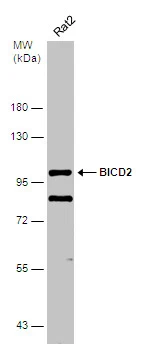 Whole cell extract (30 μg) was separated by 7.5% SDS-PAGE, and the membrane was blotted with BICD2 antibody [GT10811] (GTX631994) diluted at 1:1000.
