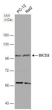 Various whole cell extracts (30 μg) were separated by 7.5% SDS-PAGE, and the membrane was blotted with BICD2 antibody [GT1824] (GTX631995) diluted at 1:500.