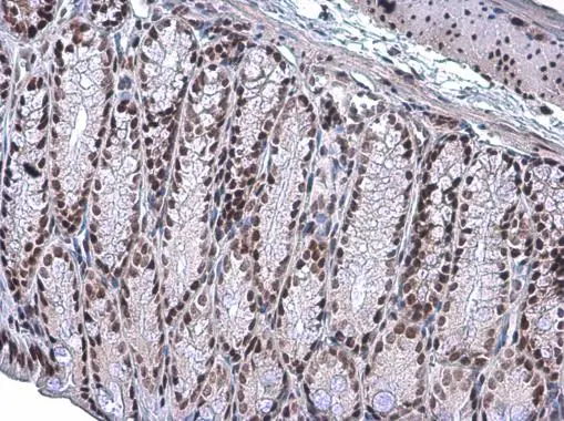 ARID1A antibody [GT3611] detects ARID1A protein at nucleus by immunohistochemical analysis. Sample: Paraffin-embedded mouse colon. ARID1A stained by ARID1A antibody [GT3611] (GTX632013) diluted at 1:200.
 Antigen Retrieval: Citrate buffer, pH 6.0, 15 min