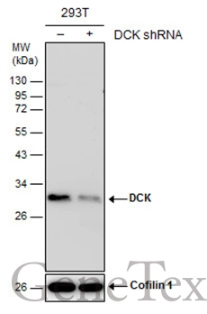 Non-transfected (–) and transfected (+) 293T whole cell extracts (30 μg) were separated by 12% SDS-PAGE, and the membrane was blotted with DCK antibody [GT7710] (GTX632062) diluted at 1:500.