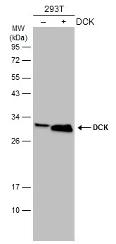 Non-transfected (–) and transfected (+) 293T whole cell extracts (30 μg) were separated by 12% SDS-PAGE, and the membrane was blotted with DCK antibody [GT10412] (GTX632065) diluted at 1:5000. The HRP-conjugated anti-mouse IgG antibody (GTX213111-01) was used to detect the primary antibody.