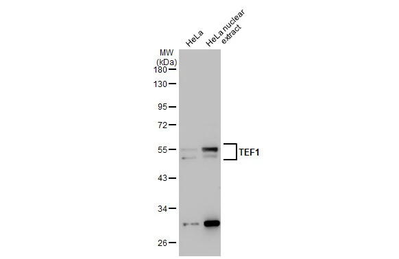 HeLa whole cell and nuclear extracts (30 μg) were separated by 10% SDS-PAGE, and the membrane was blotted with TEF1 antibody [GT13112] (GTX632126) diluted at 1:500. The HRP-conjugated anti-mouse IgG antibody (GTX213111-01) was used to detect the primary antibody.