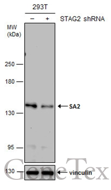 SA2 antibody [GT1417]